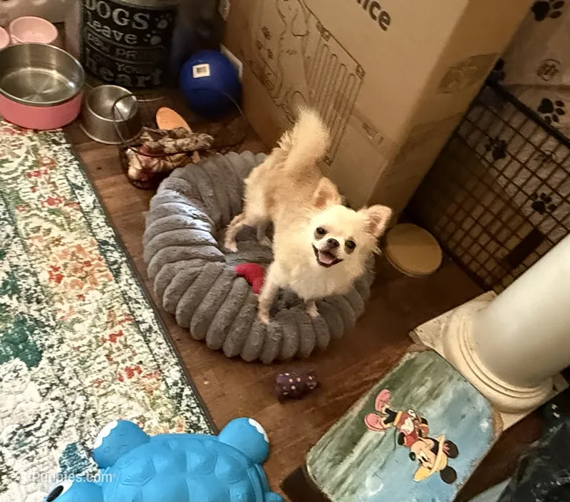  Duncan – Chihuahua puppy for sale in Purvis, MS