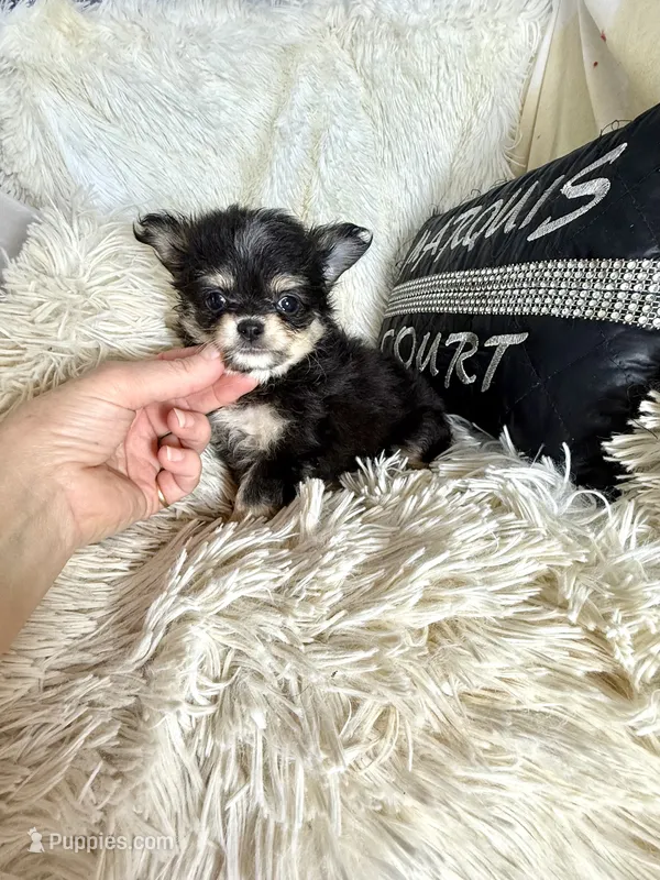 Happy – Chihuahua puppy for sale in Purvis, MS