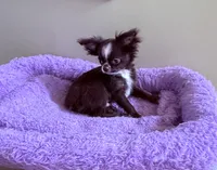 Smiley, a male Chihuahua for sale in Purvis, MS – 3 of 10