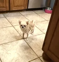 Deposit Received…Tiny Bearly, a male Chihuahua for sale in Purvis, MS – 2 of 8