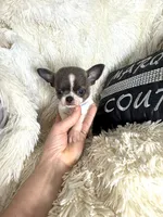 Lucky -Blue Brindle, a male Chihuahua for sale in Purvis, MS – 2 of 4