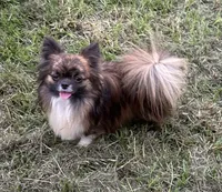 Loki, a male Chihuahua for sale in Purvis, MS – 1 of 1