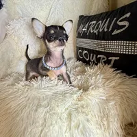 Xx Tiny Mouse, a male Chihuahua for sale in Purvis, MS – Photo 4 of 6