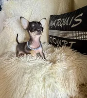 Xx Tiny Mouse, a male Chihuahua for sale in Purvis, MS – Photo 4 of 6