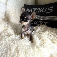 Xx Tiny Mouse, a male Chihuahua for sale in Purvis, MS – Photo 5 of 6