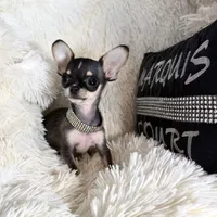 Xx Tiny Mouse, a male Chihuahua for sale in Purvis, MS – Photo 2 of 6