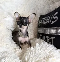 Xx Tiny Mouse, a male Chihuahua for sale in Purvis, MS – Photo 2 of 6