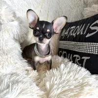 Xx Tiny Mouse, a male Chihuahua for sale in Purvis, MS – Photo 1 of 6