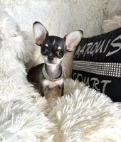 Xx Tiny Mouse, a male Chihuahua for sale in Purvis, MS – Photo 1 of 6