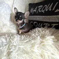 Xx Tiny Mouse, a male Chihuahua for sale in Purvis, MS – Photo 6 of 6