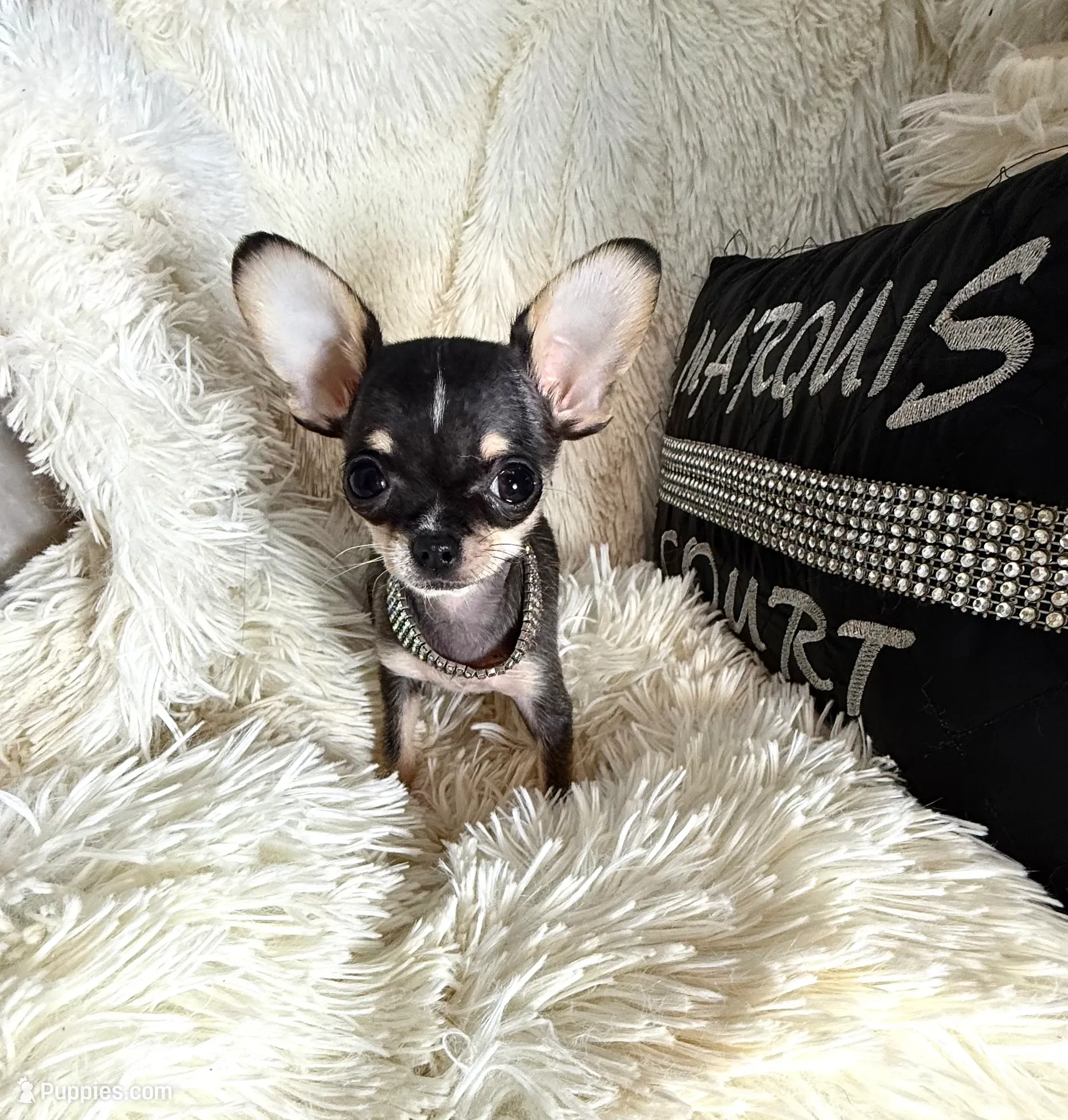 Xx Tiny Mouse, a male Chihuahua for sale in Purvis, MS – Photo 3 of 6