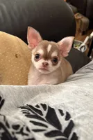 Tiny Lenny, a male Chihuahua for sale in Purvis, MS – 3 of 5