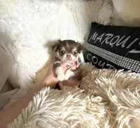  Becky, a female Chihuahua for sale in Purvis, MS – Photo 1 of 6