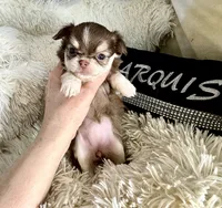  Becky, a female Chihuahua for sale in Purvis, MS – Photo 5 of 6