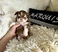  Becky, a female Chihuahua for sale in Purvis, MS – Photo 6 of 6