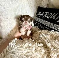  Becky, a female Chihuahua for sale in Purvis, MS – Photo 2 of 6