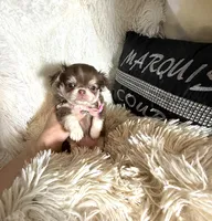  Becky, a female Chihuahua for sale in Purvis, MS – Photo 3 of 6