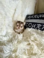 Mini Paisley, a female Chihuahua for sale in Purvis, MS – Photo 2 of 4