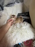 Mini Paisley, a female Chihuahua for sale in Purvis, MS – Photo 4 of 4