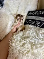 Mini Paisley, a female Chihuahua for sale in Purvis, MS – Photo 1 of 4