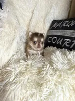 Mini Paisley, a female Chihuahua for sale in Purvis, MS – Photo 3 of 4