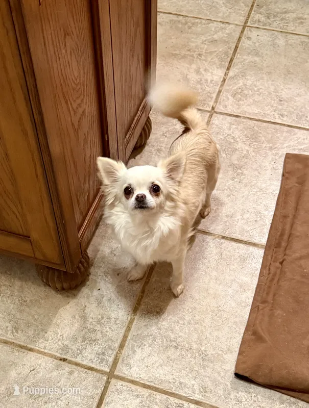Dory-Spayed – Chihuahua puppy for sale in Purvis, MS