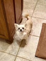 Dory-Spayed, a female Chihuahua for sale in Purvis, MS – 1 of 1
