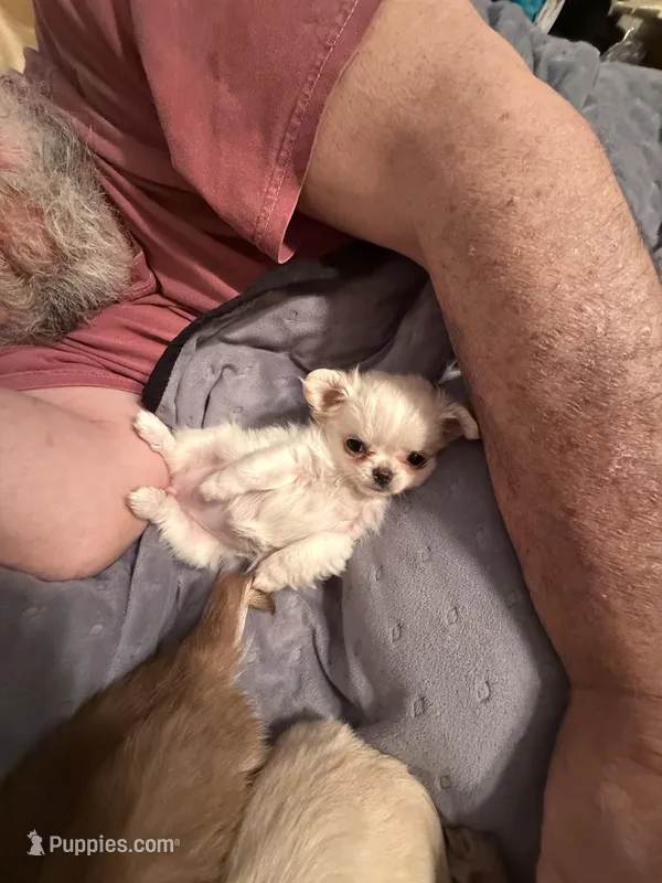 X Tiny Lou – Chihuahua puppy for sale in Purvis, MS