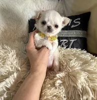 X Tiny Lou, a male Chihuahua for sale in Purvis, MS – Photo 2 of 3