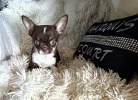 Zoey, a female Chihuahua for sale in Purvis, MS – 2 of 3