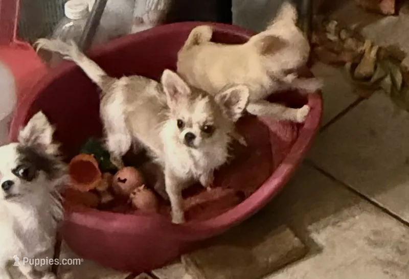 Rosetta Reduced – Chihuahua puppy for sale in Purvis, MS
