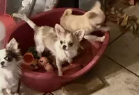 Rosetta Reduced, a female Chihuahua for sale in Purvis, MS – 1 of 9