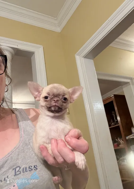 Tiny Elly – Chihuahua puppy for sale in Purvis, MS