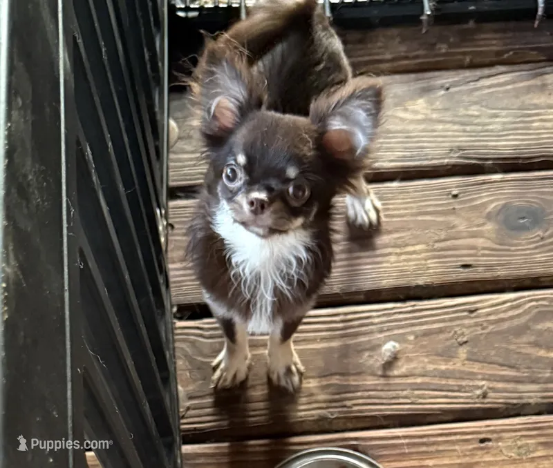 Mindy-Pet Home – Chihuahua puppy for sale in Purvis, MS