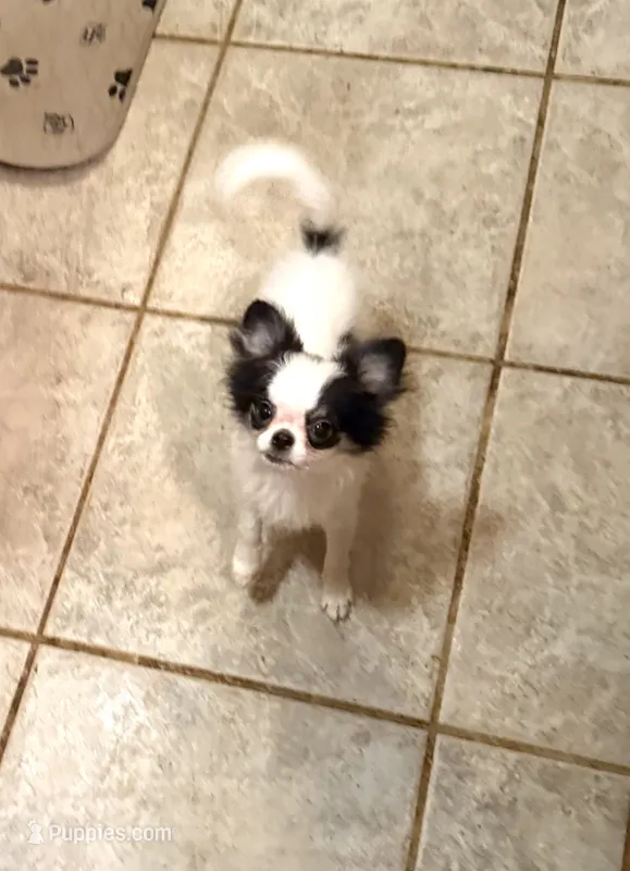 Rocky – Chihuahua puppy for sale in Purvis, MS