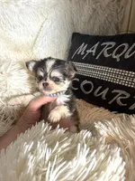 Tiny Meeko Wolfsable, a male Chihuahua for sale in Purvis, MS – Photo 3 of 4