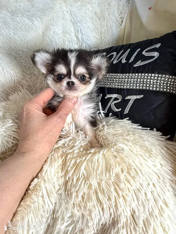 Tiny Meeko Wolfsable – Chihuahua puppy for sale in Purvis, MS