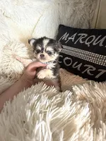 Tiny Meeko Wolfsable, a male Chihuahua for sale in Purvis, MS – Photo 2 of 4