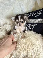 X Tiny Meeko Wolfsable, a male Chihuahua for sale in Purvis, MS – Photo 2 of 6
