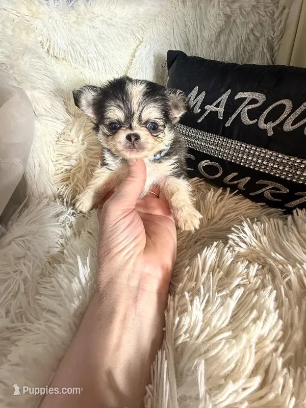 Tiny Meeko Wolfsable – Chihuahua puppy for sale in Purvis, MS