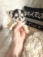 Tiny Meeko Wolfsable, a male Chihuahua for sale in Purvis, MS – Photo 4 of 4