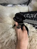 Tiny Mike, a male Chihuahua for sale in Purvis, MS – Photo 3 of 3