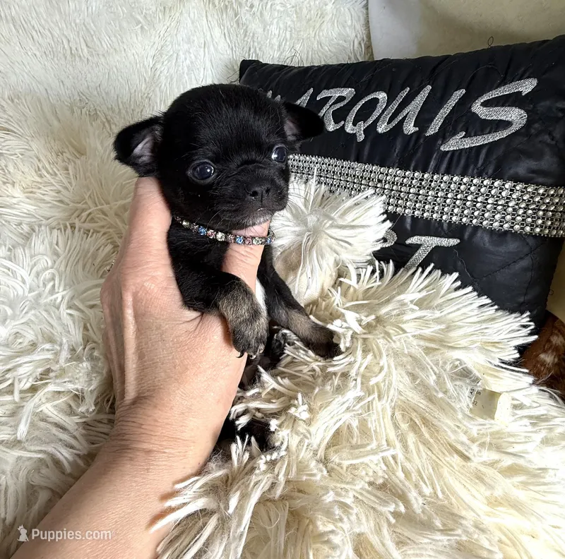 Tiny Mike – Chihuahua puppy for sale in Purvis, MS