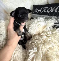 Tiny Mike, a male Chihuahua for sale in Purvis, MS – Photo 2 of 3