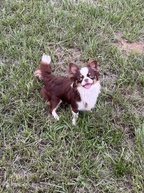 Kip Pet Home  – Chihuahua puppy for sale in Purvis, MS