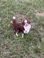 Kip Pet Home , a male Chihuahua for sale in Purvis, MS – 1 of 1