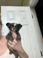 Smiley, a male Chihuahua for sale in Purvis, MS – 5 of 5