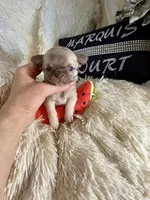 Tiny Elly, a female Chihuahua for sale in Purvis, MS – 4 of 4