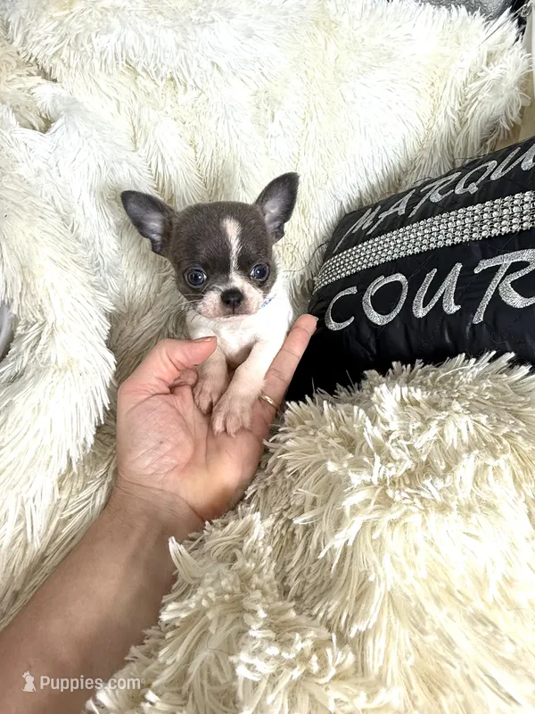 Lucky -Blue Brindle, a male Chihuahua for sale in Purvis, MS – 1 of 4