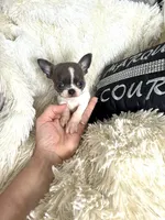 Lucky -Blue Brindle, a male Chihuahua for sale in Purvis, MS – 1 of 4
